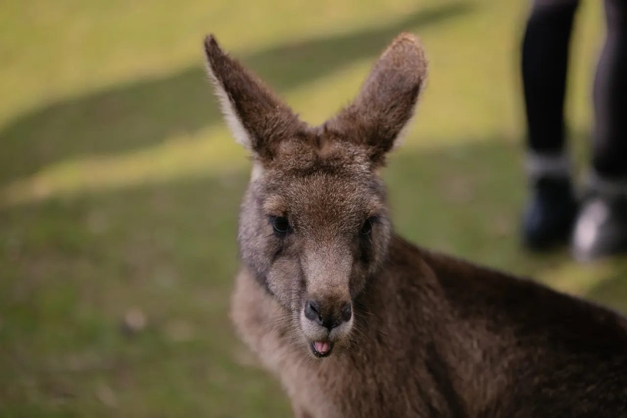 Kangaroo at Trowunna Wildlife Sanctuary