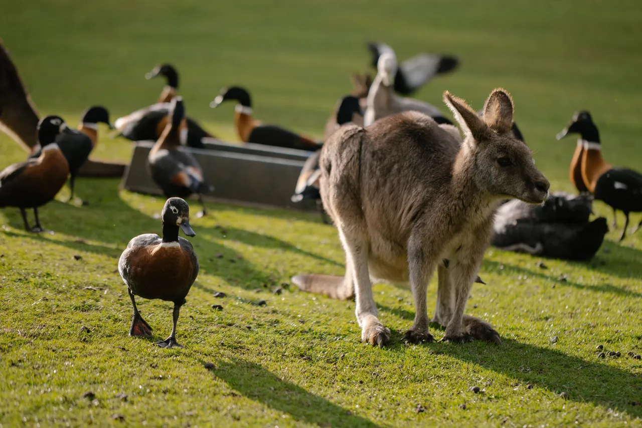 Kangaroos at Trowunna Wildlife Sanctuary