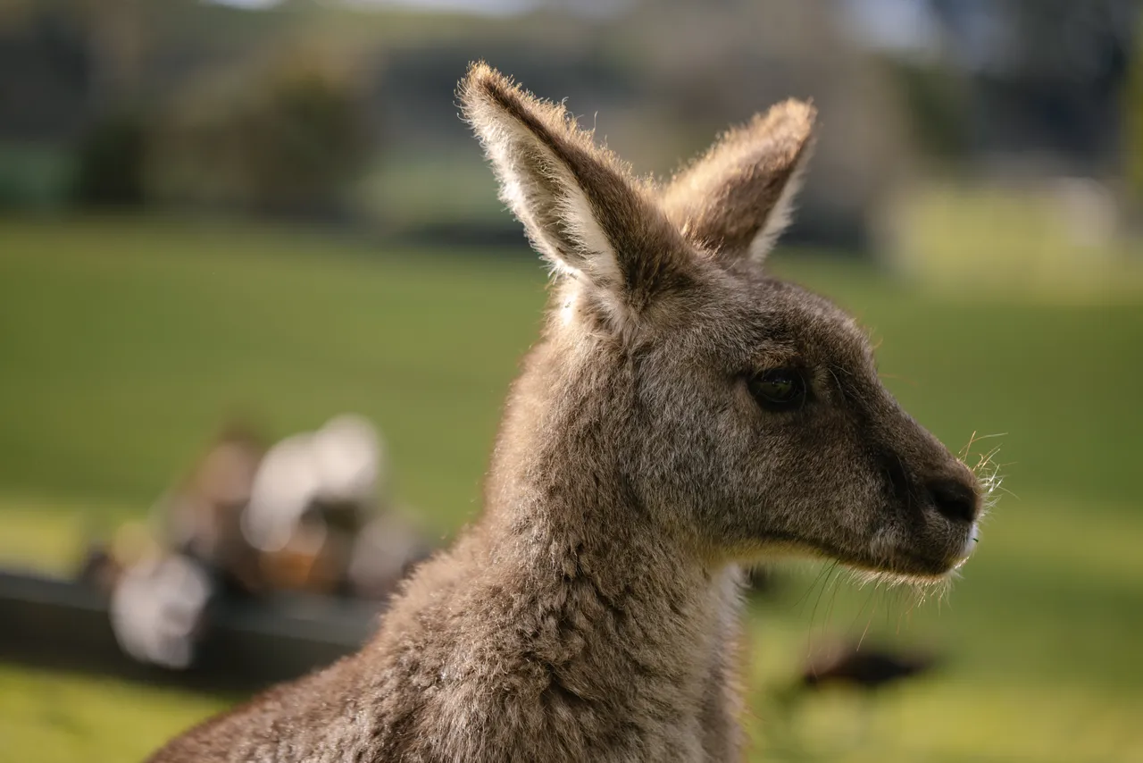 Kangaroos at Trowunna Wildlife Sanctuary