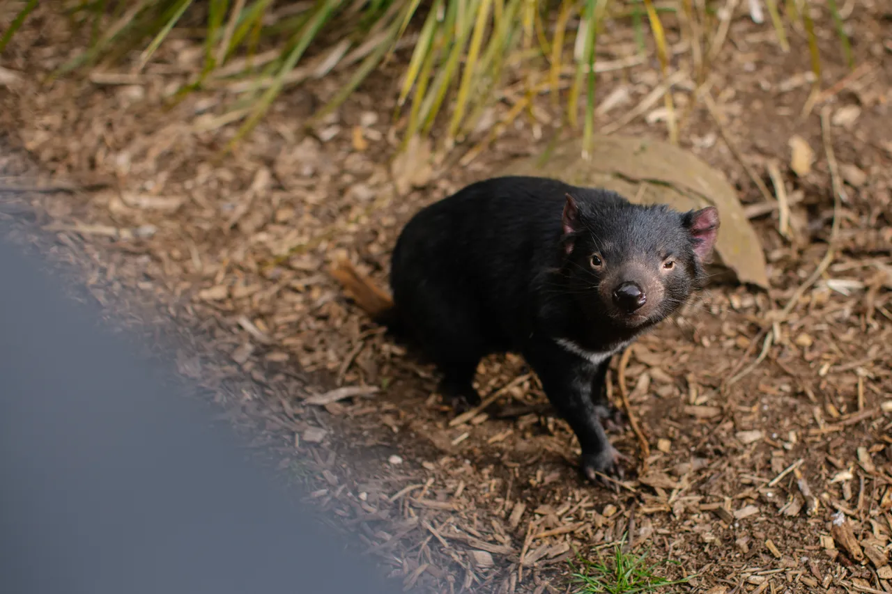 Tasmanian Devil at Trowunna Wildlife Sanctury