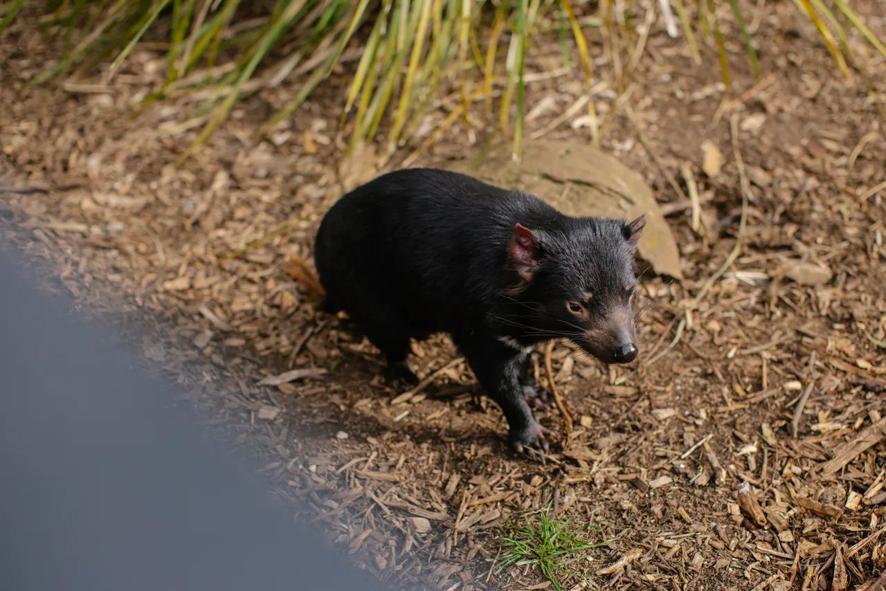 Tasmanian Devil at Trowunna Wildlife Sanctury