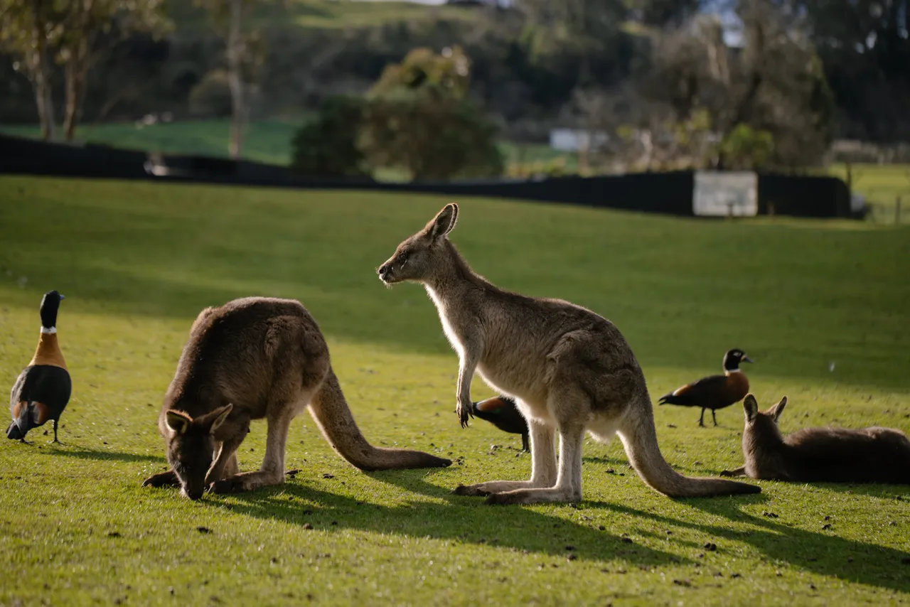 Kangaroos at Trowunna Wildlife Sanctuary