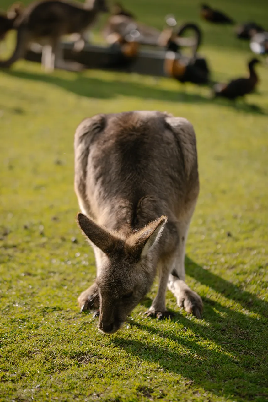 Kangaroos at Trowunna Wildlife Sanctuary