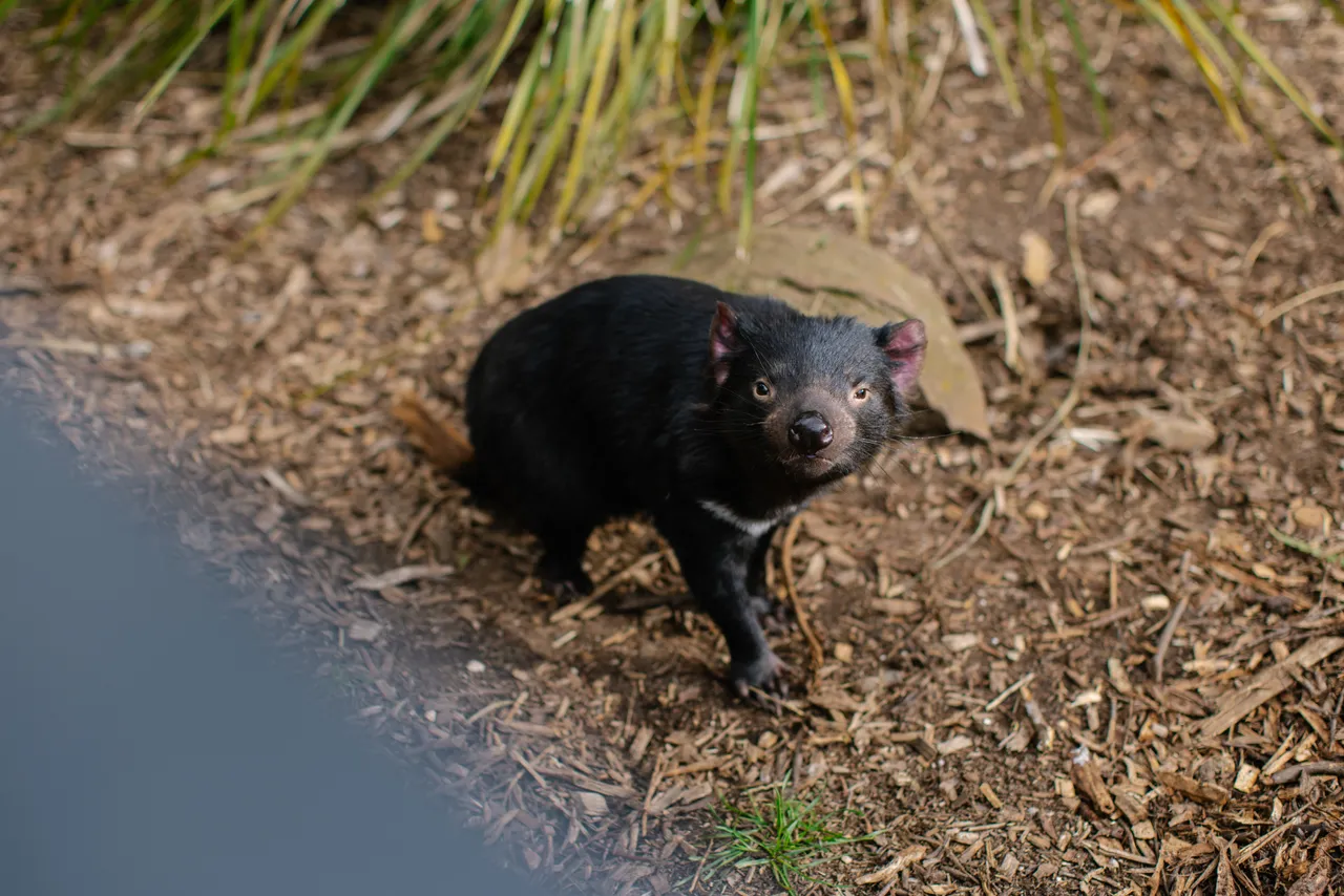 Tasmanian Devil at Trowunna Wildlife Sanctury