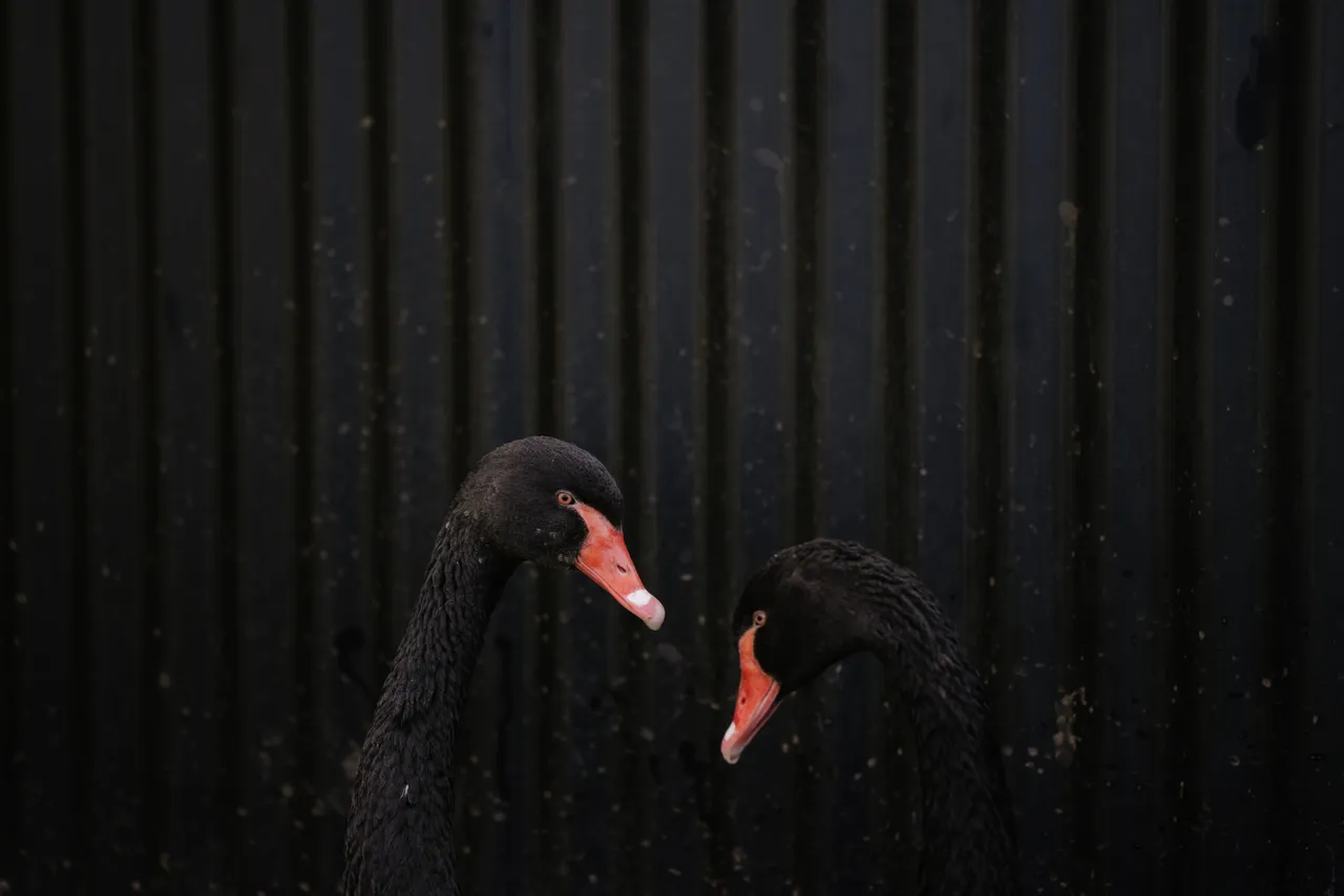 Swans at Trowunna Wildlife Sanctuary