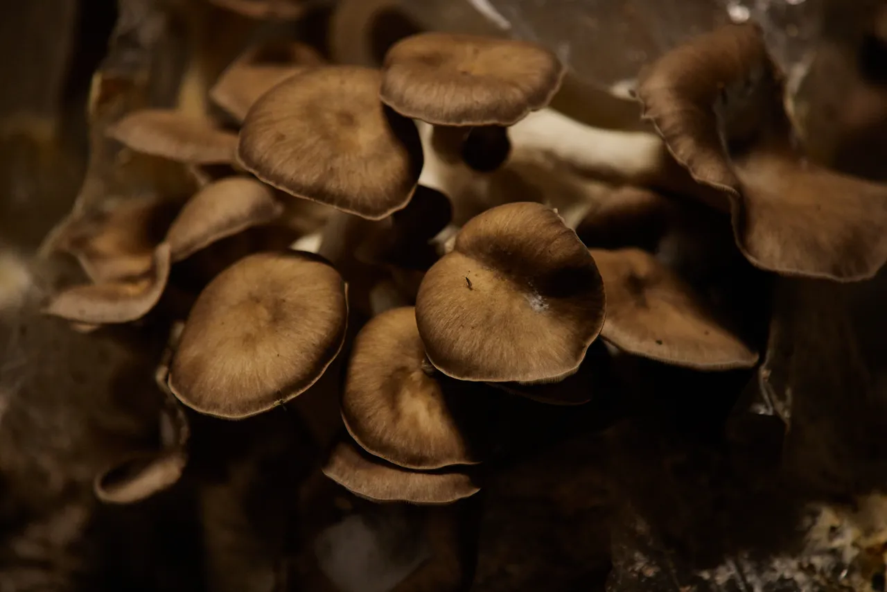 Dean Smith, Tunnel Hill Mushrooms