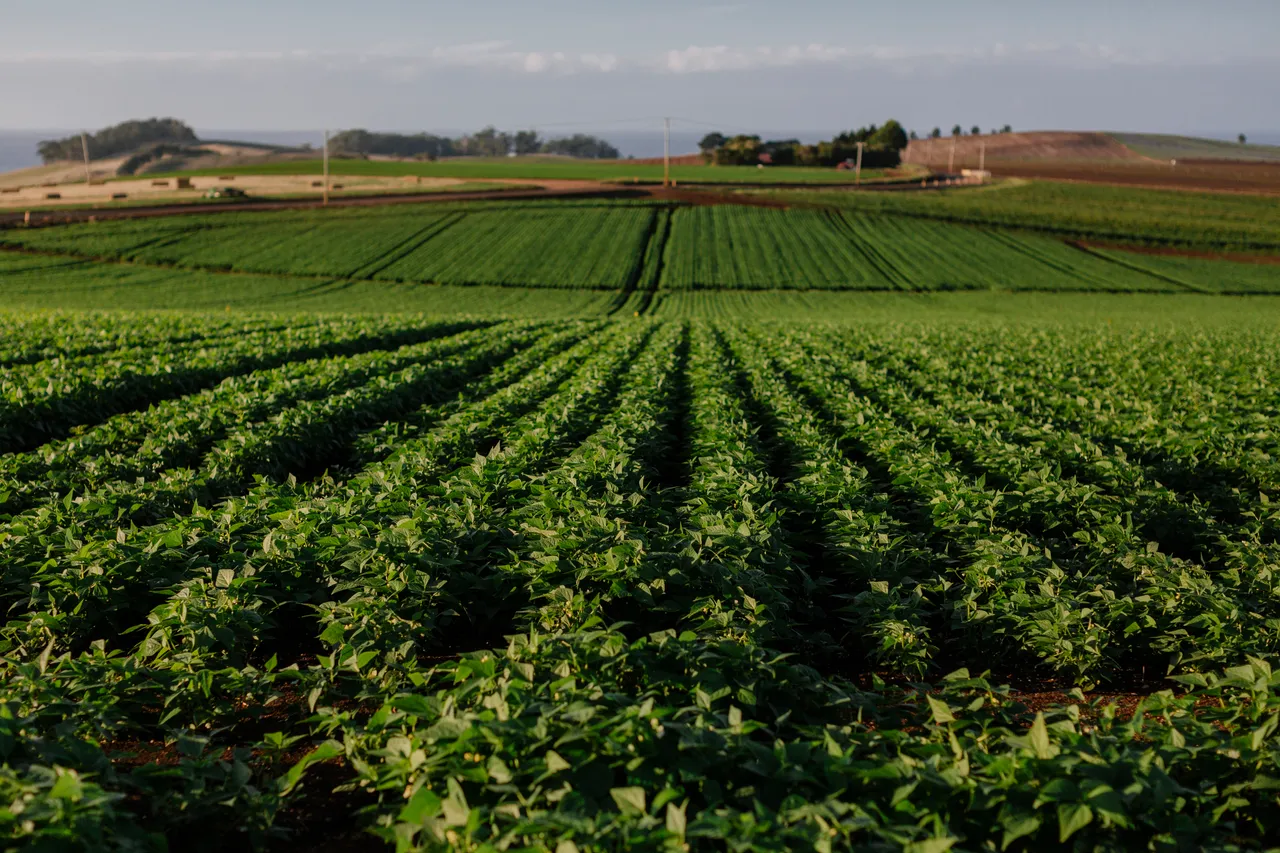 Crops