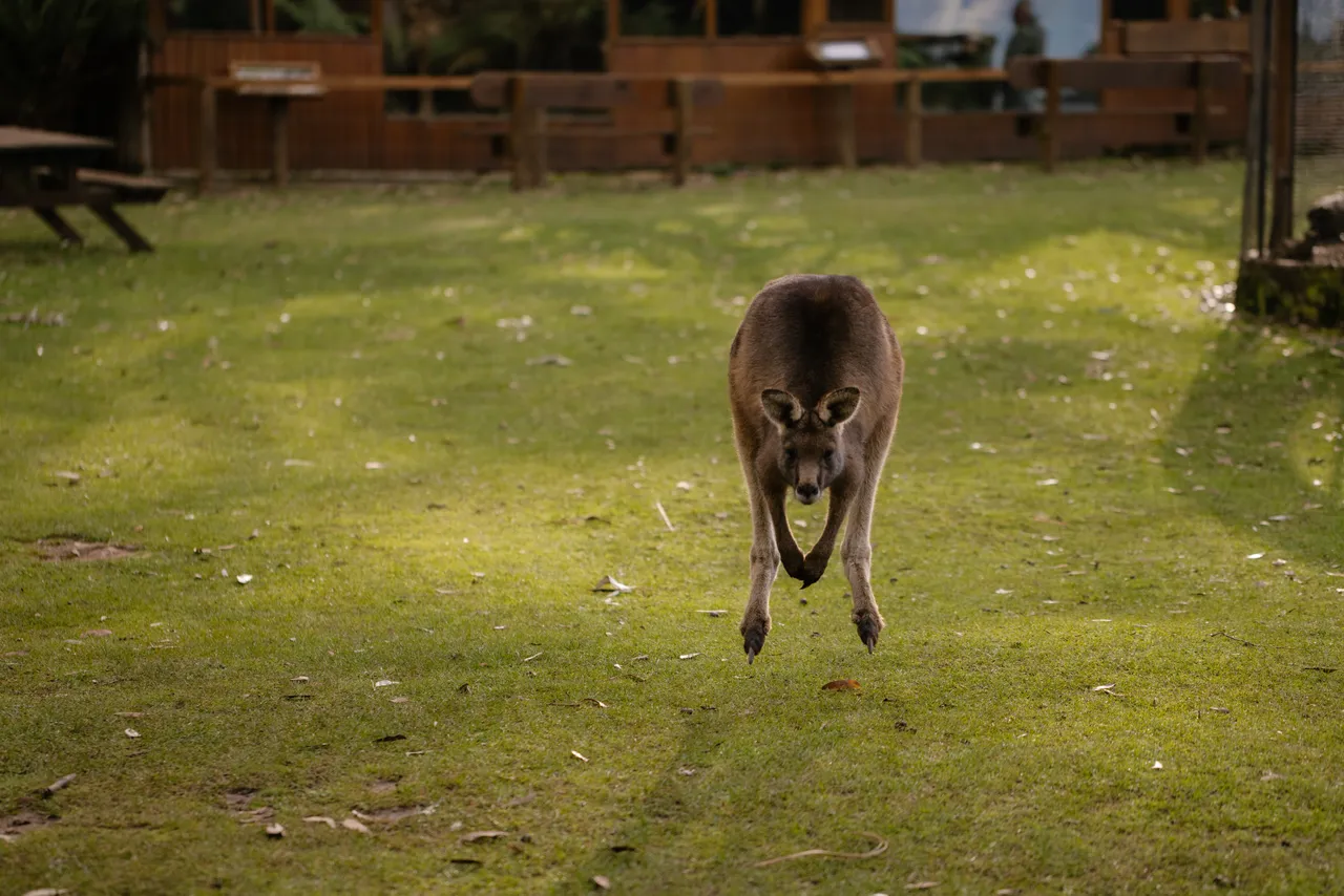Kangaroo at Trowunna Wildlife Sanctuary