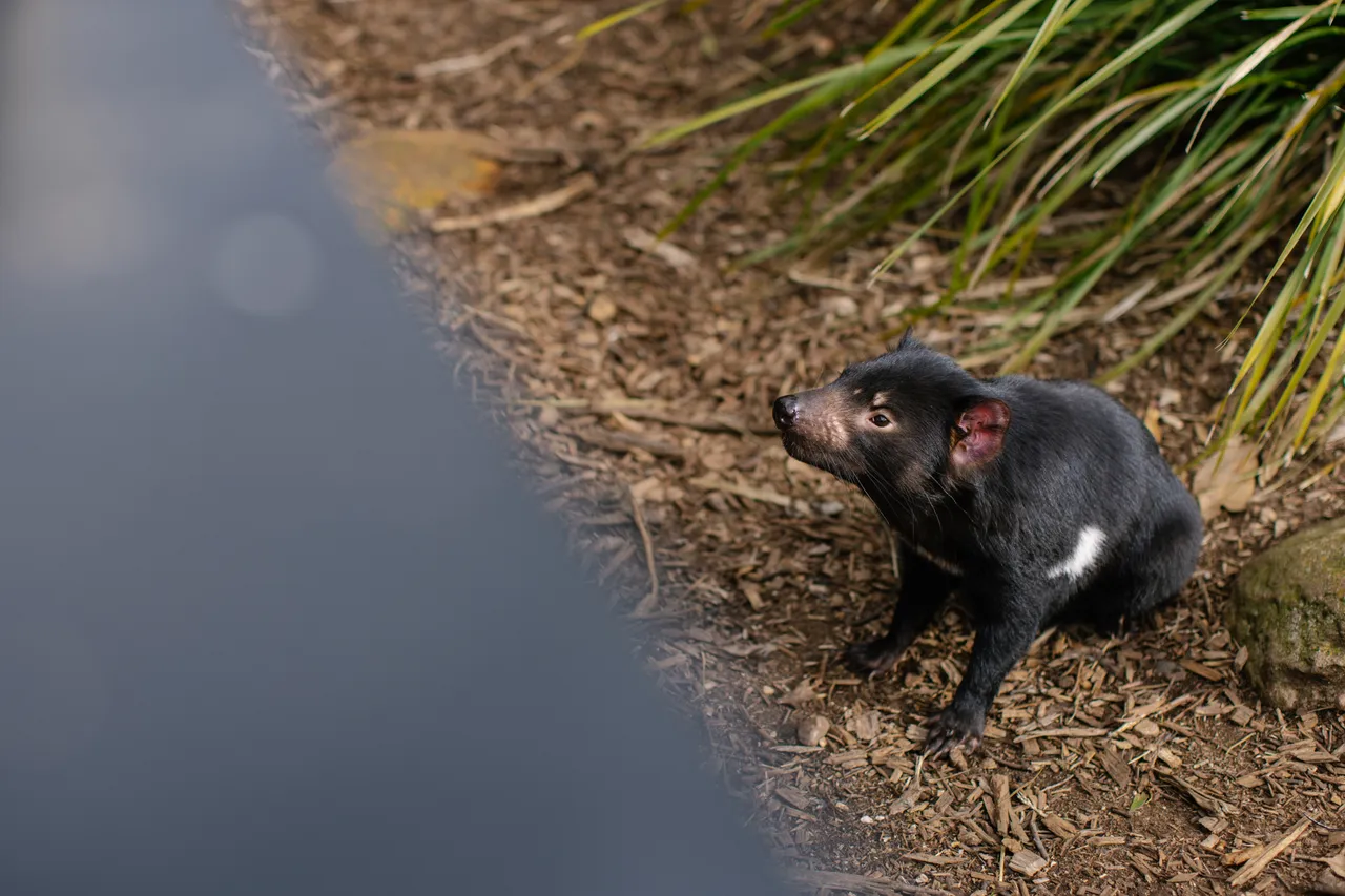Tasmanian Devil at Trowunna Wildlife Sanctury