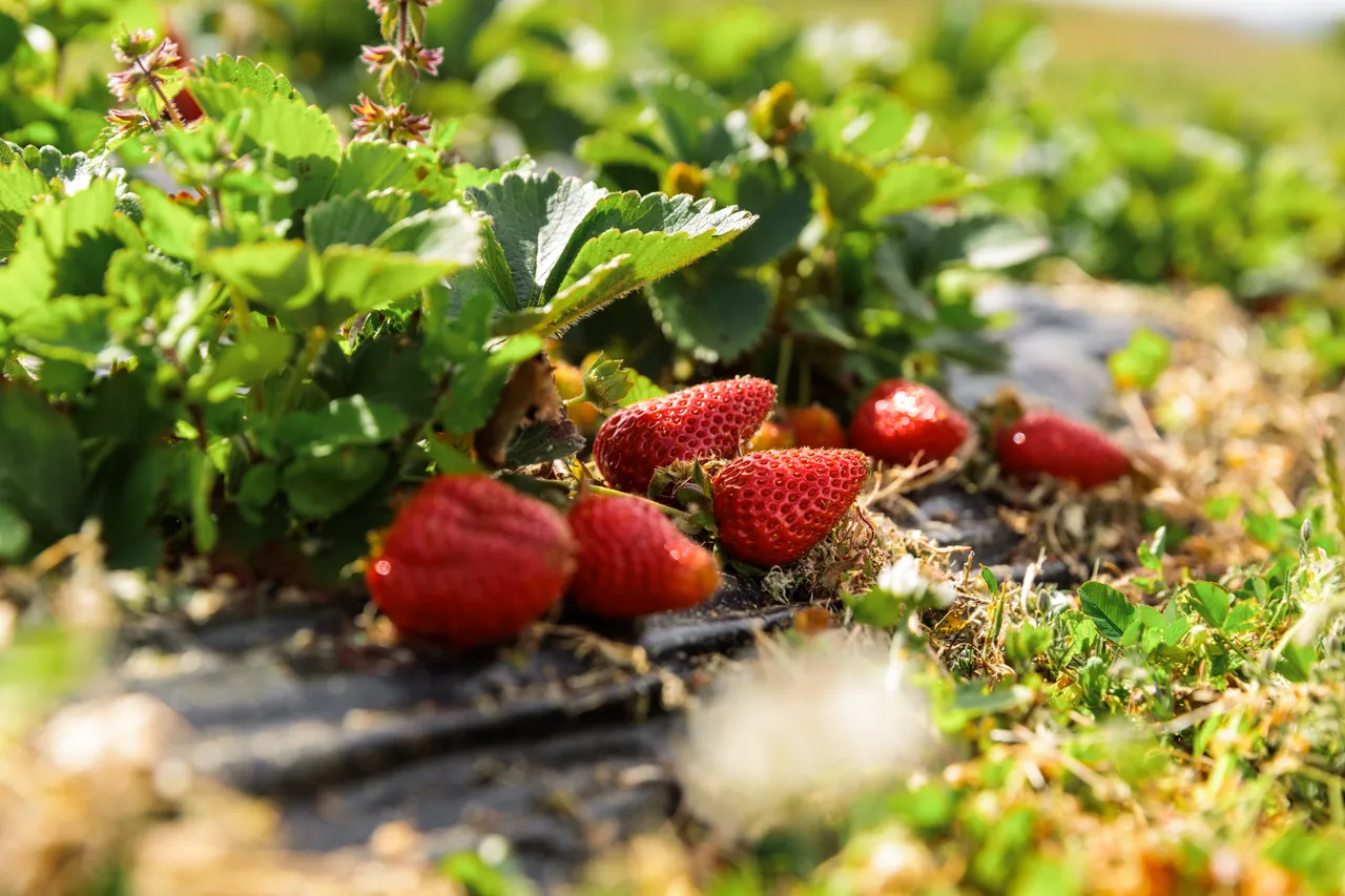 Coal River Strawberries