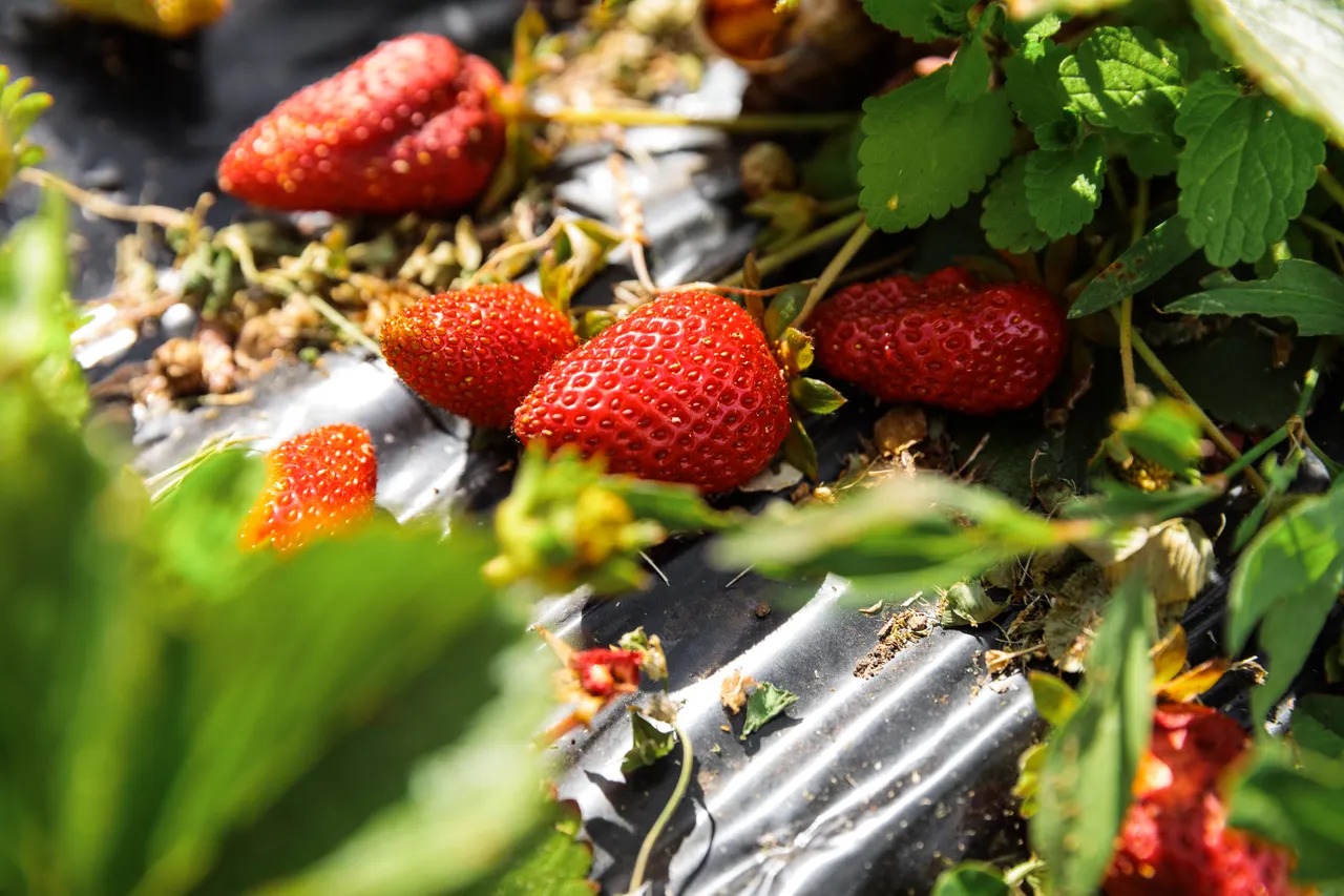 Coal River Strawberries