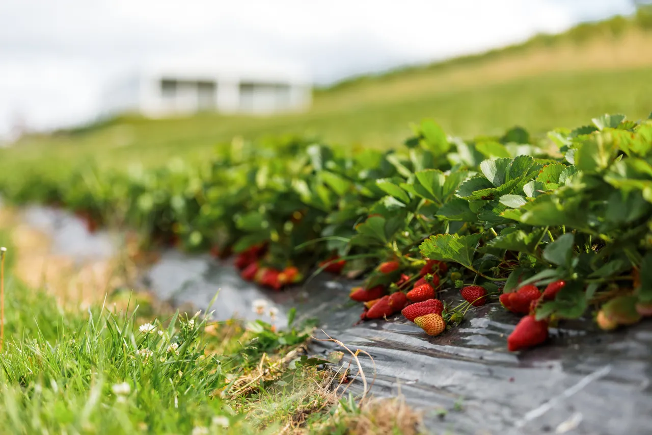 Coal River Strawberries