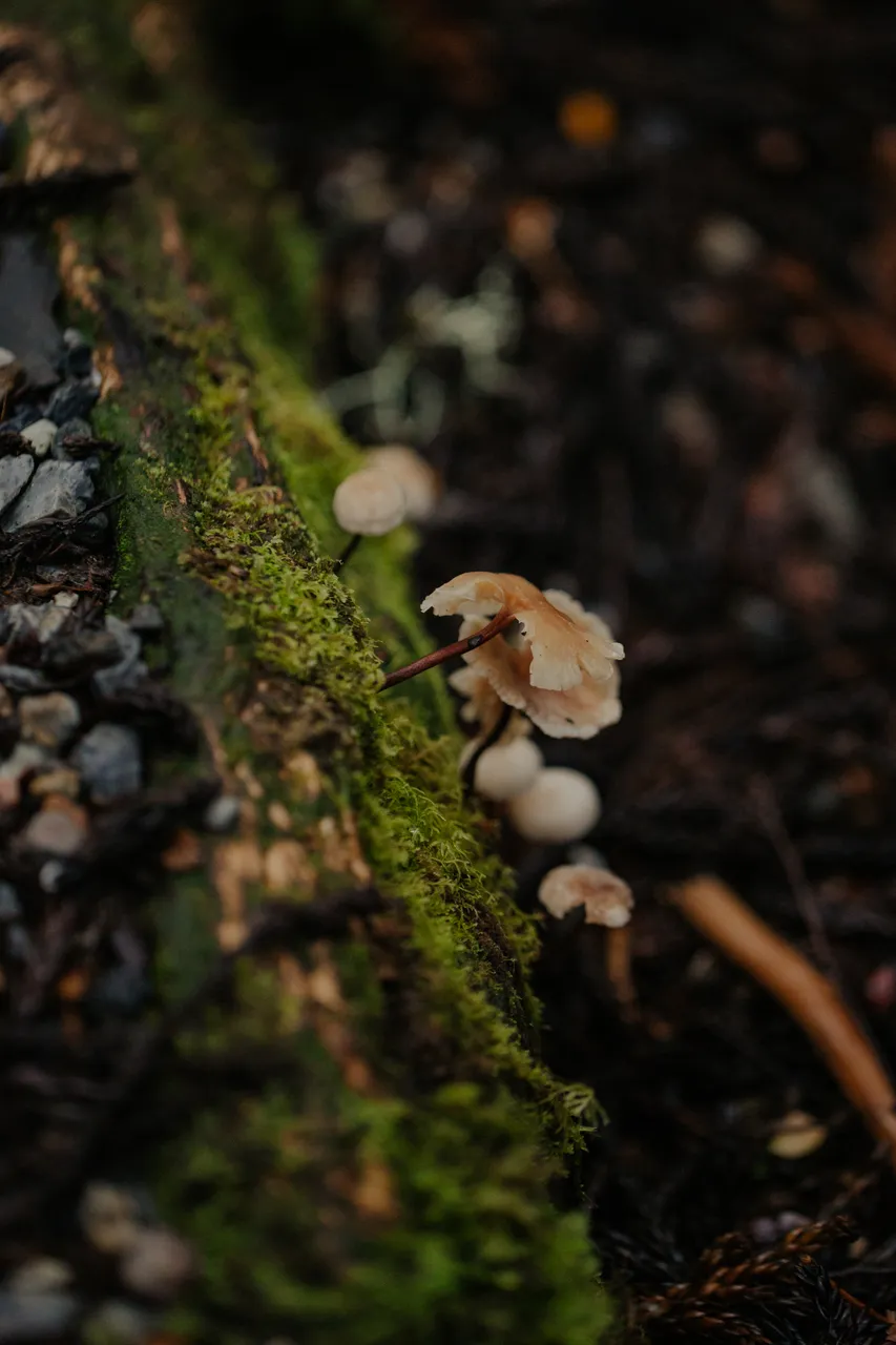 Cradle Mountain Mushrooms