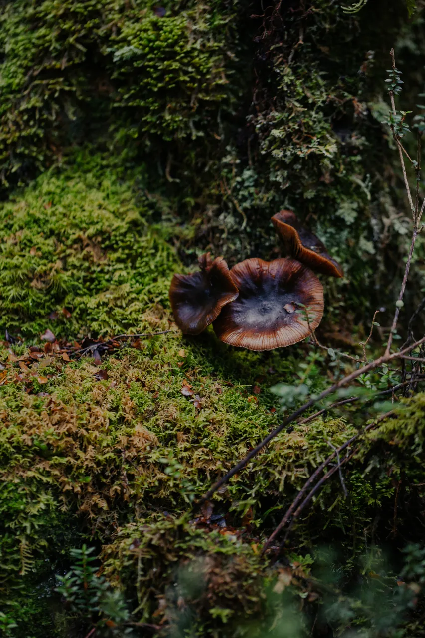 Cradle Mountain Mushrooms