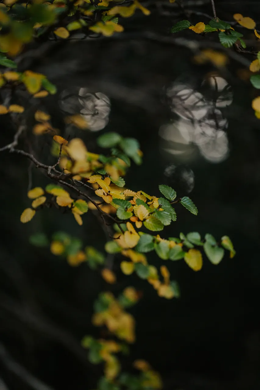 Cradle Mountain Fagus
