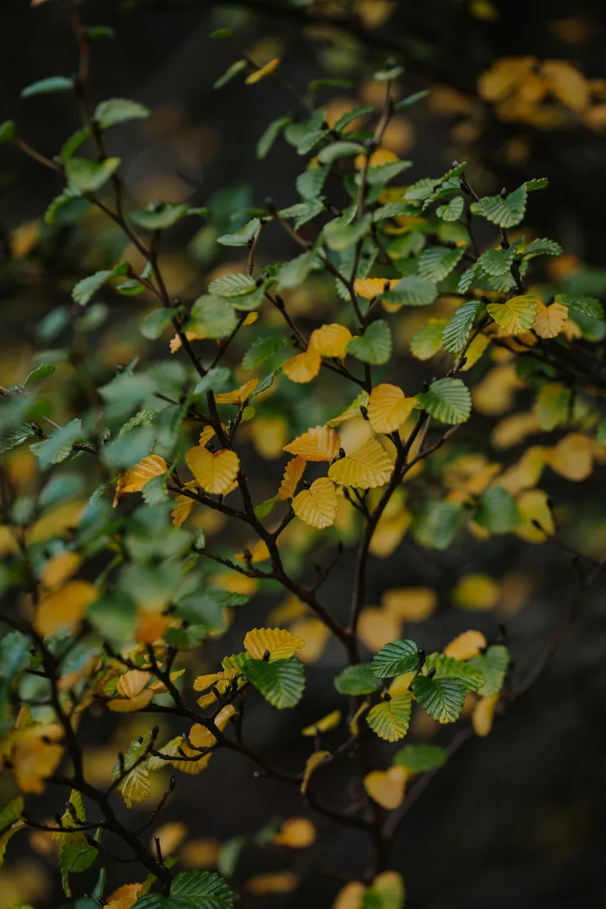 Cradle Mountain Fagus