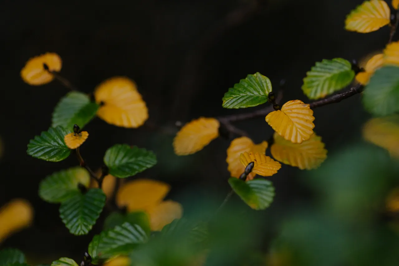 Cradle Mountain Fagus