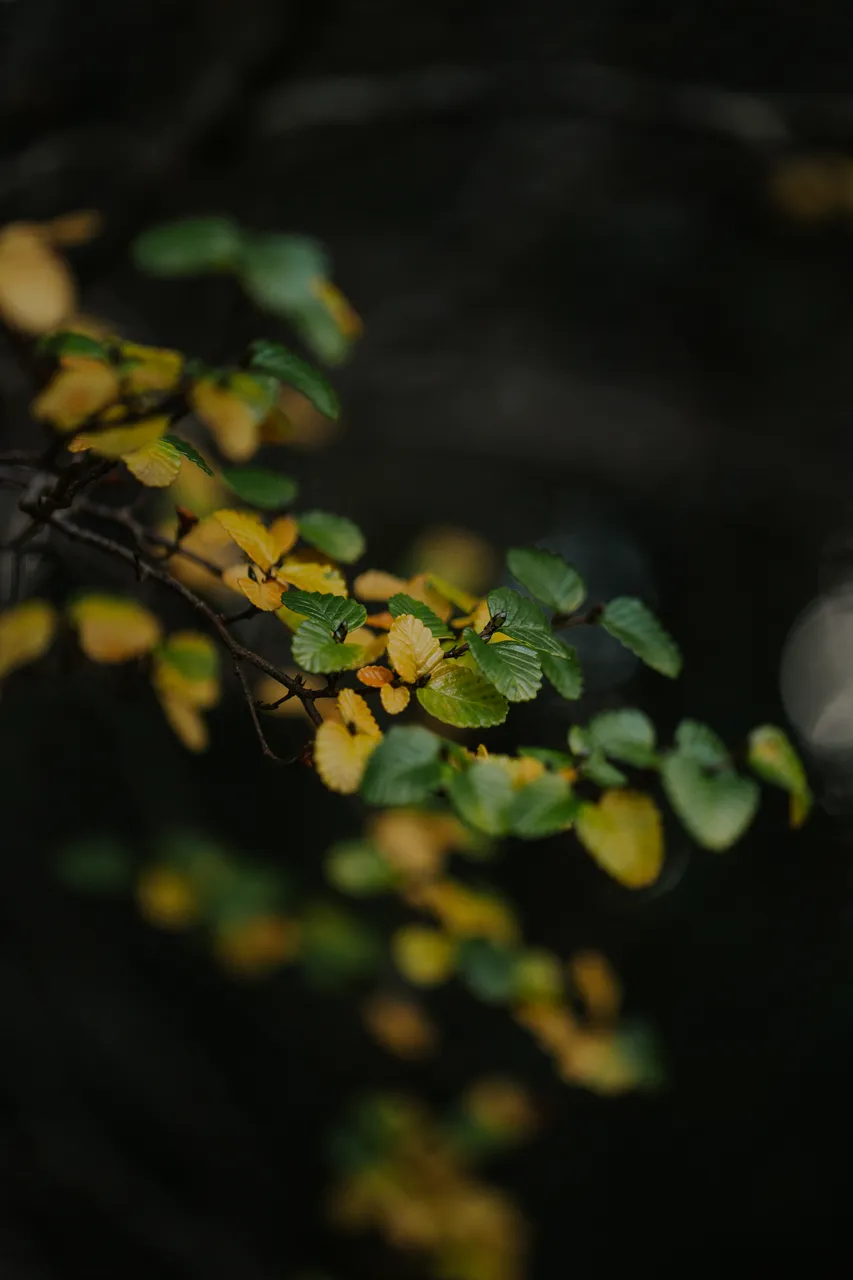 Cradle Mountain Fagus