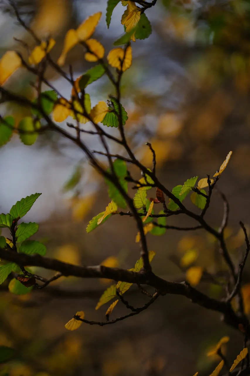 Cradle Mountain Fagus