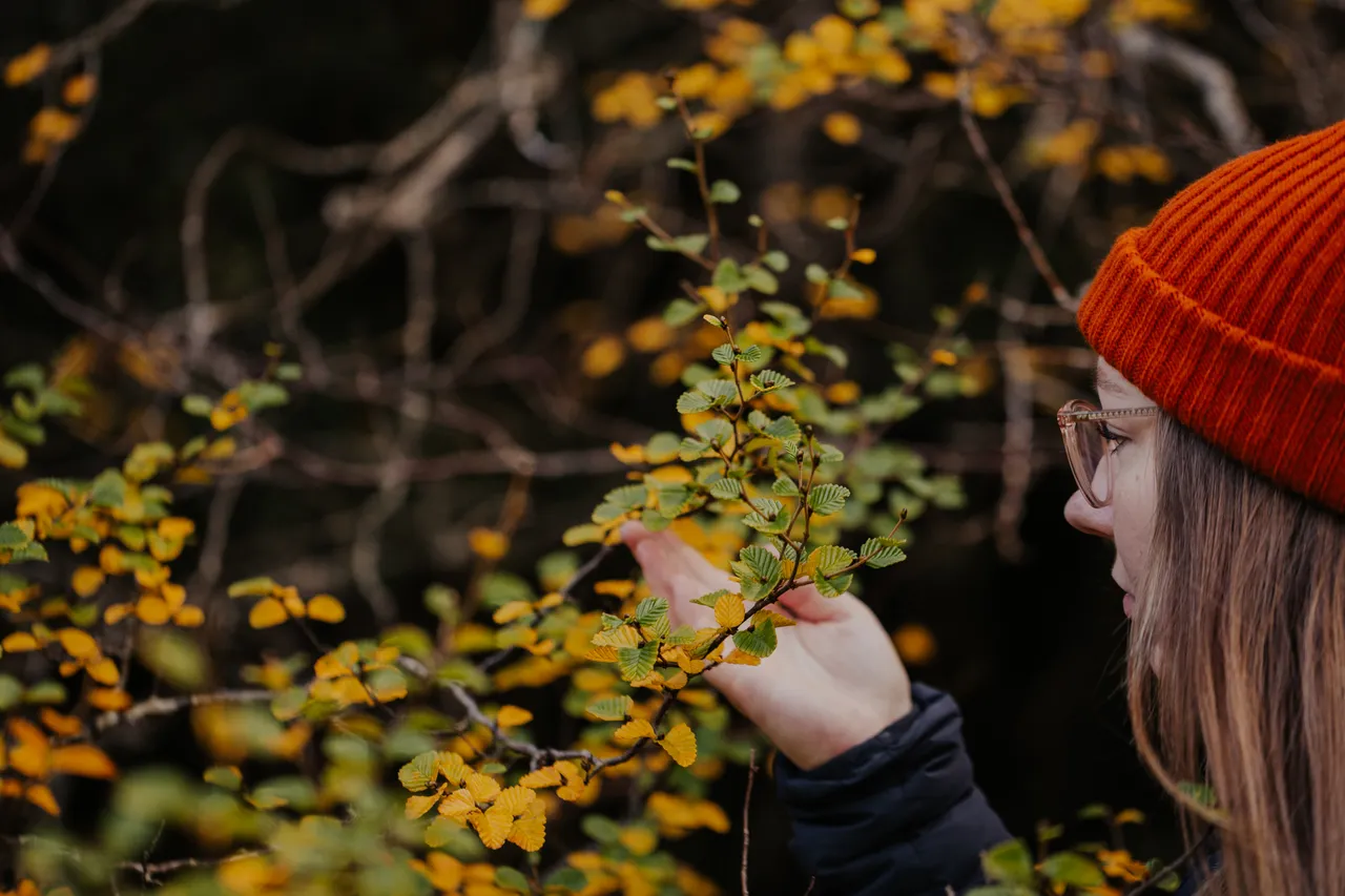 Cradle Mountain Fagus