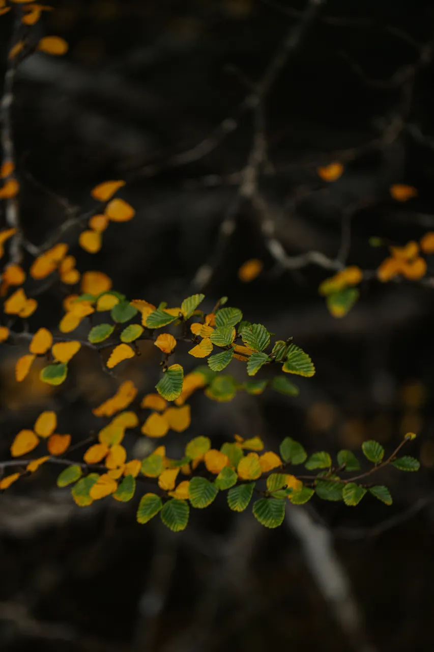 Cradle Mountain Fagus