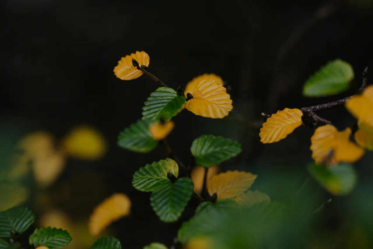 Cradle Mountain Fagus