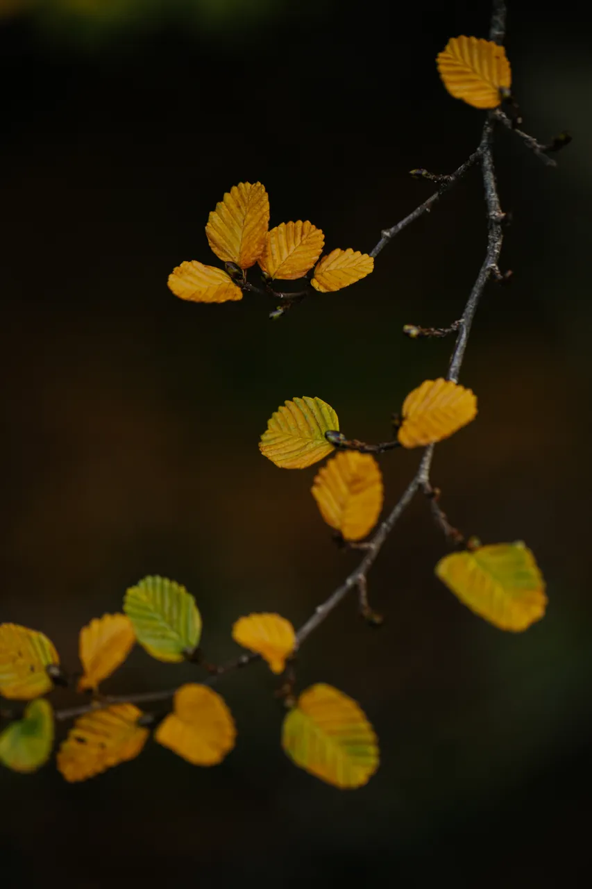 Cradle Mountain Fagus