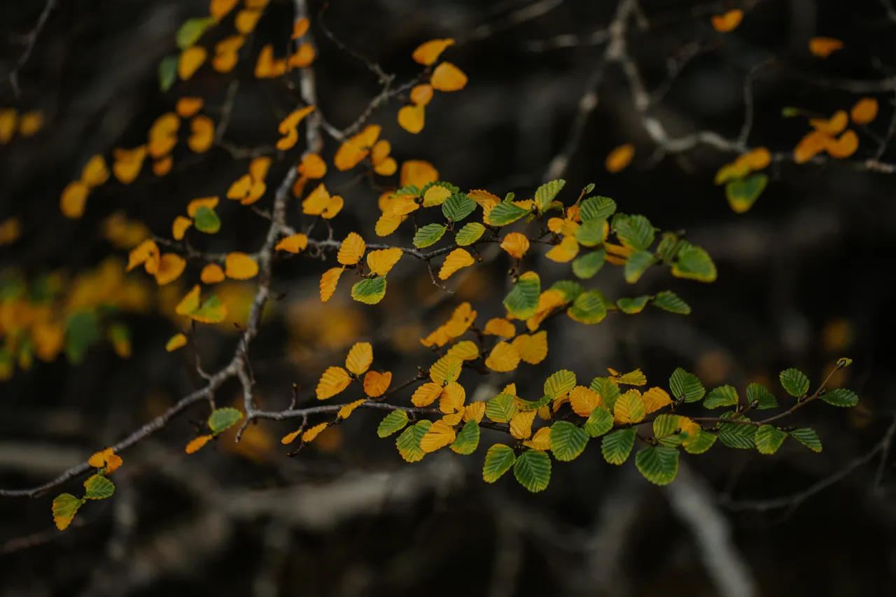 Cradle Mountain Fagus
