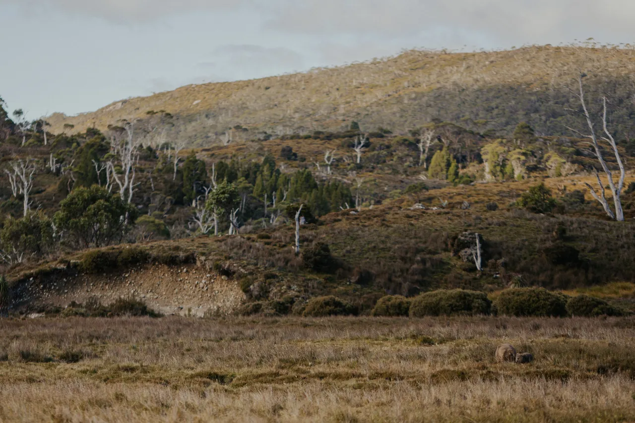 Cradle Mountain Wombats