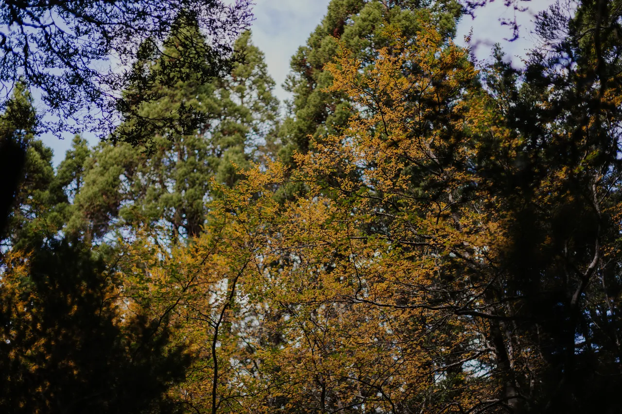 Cradle Mountain Fagus