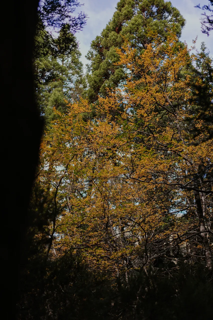 Cradle Mountain Fagus