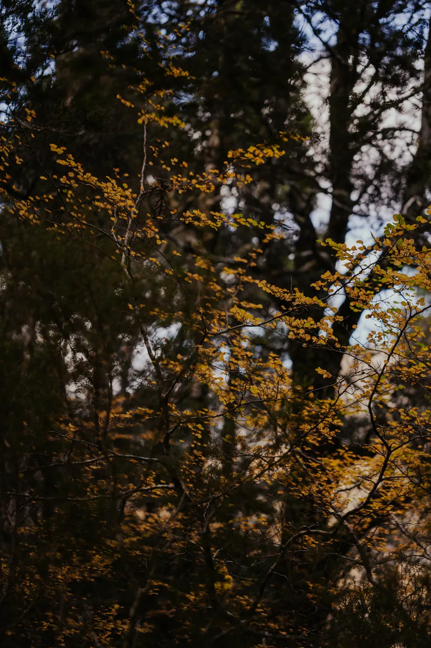 Cradle Mountain Fagus
