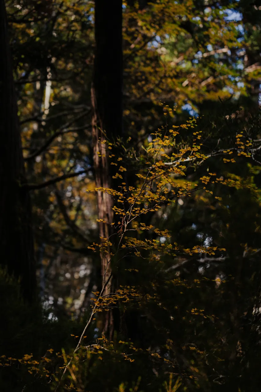 Cradle Mountain Fagus