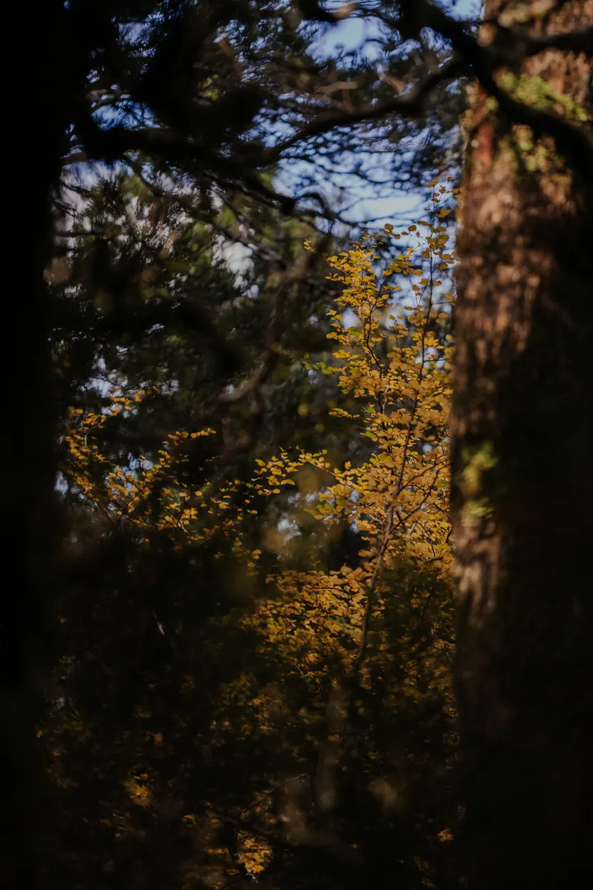 Cradle Mountain Fagus