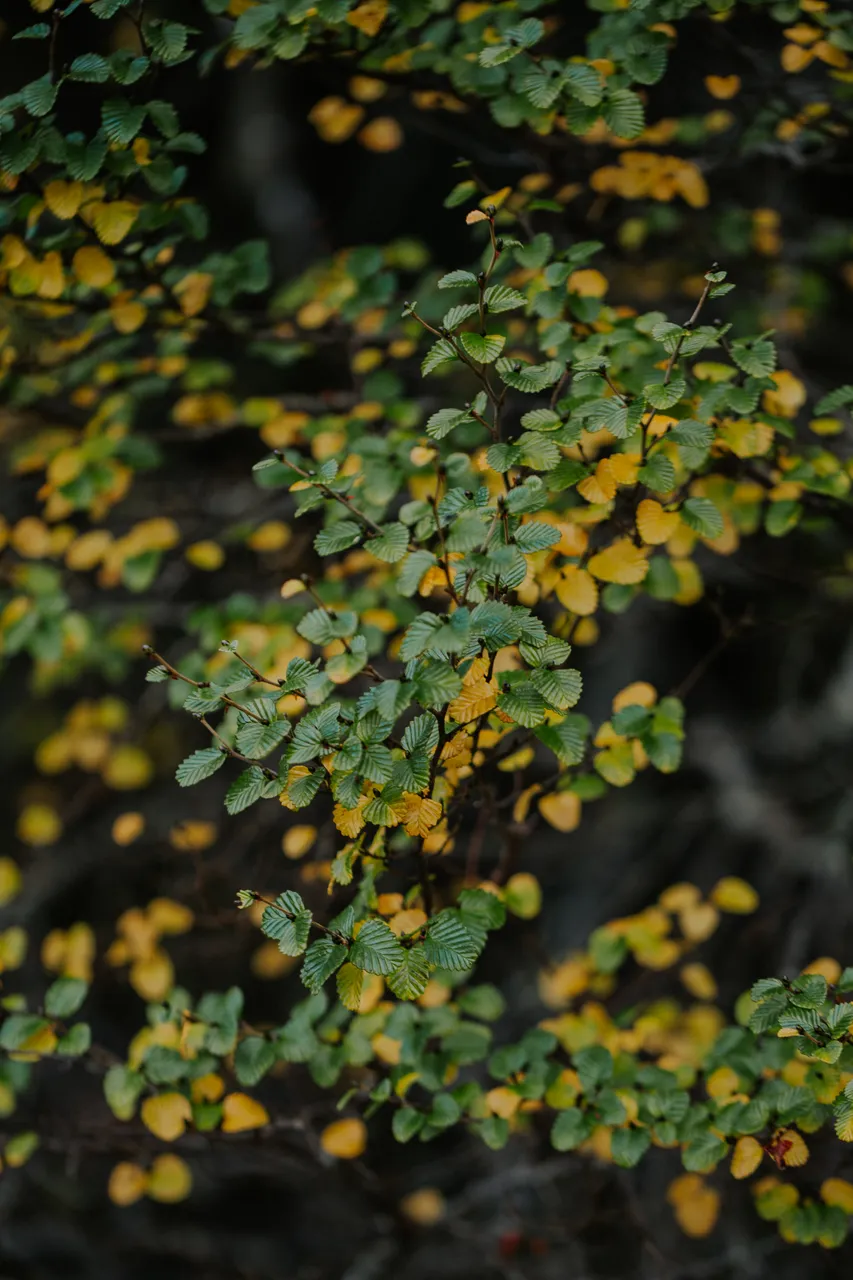Cradle Mountain Fagus