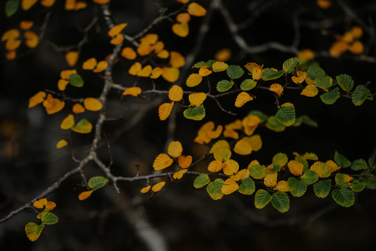 Cradle Mountain Fagus