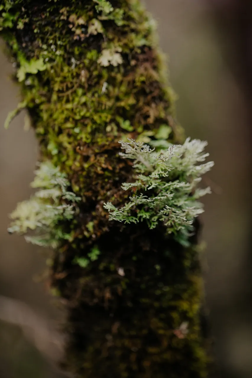 Cradle Mountain Moss