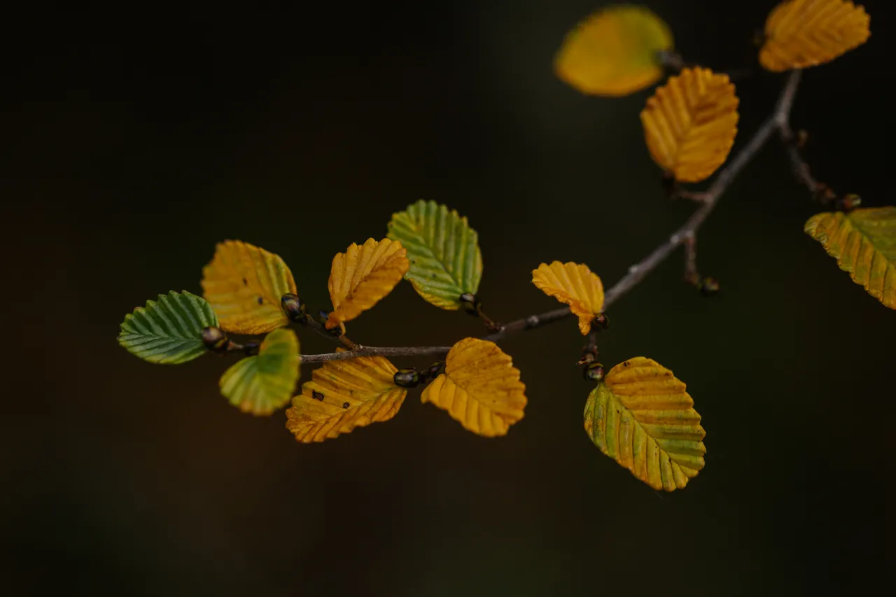 Cradle Mountain Fagus