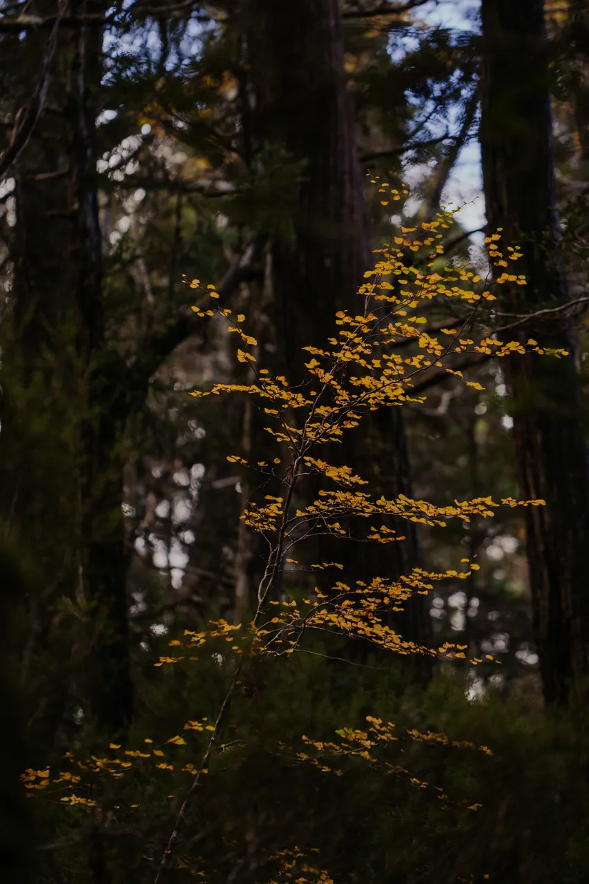 Cradle Mountain Fagus