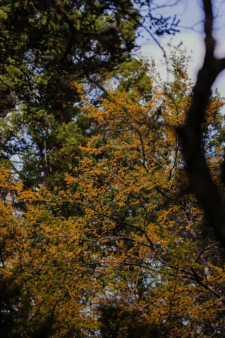 Cradle Mountain Fagus