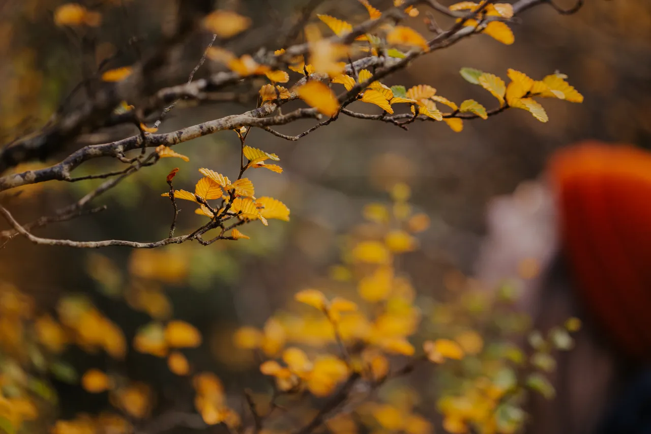 Cradle Mountain Fagus
