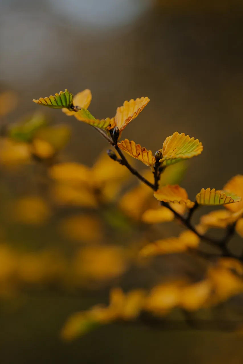 Cradle Mountain Fagus