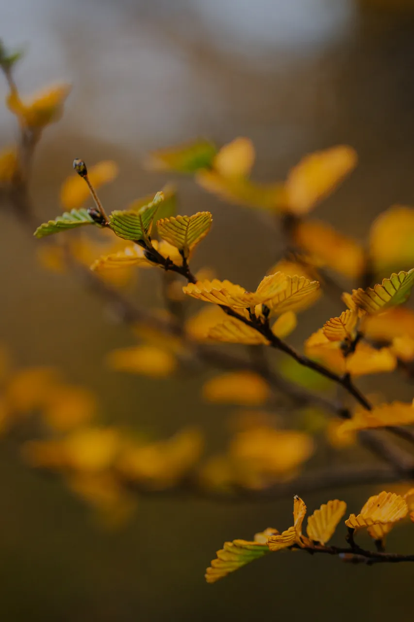 Cradle Mountain Fagus