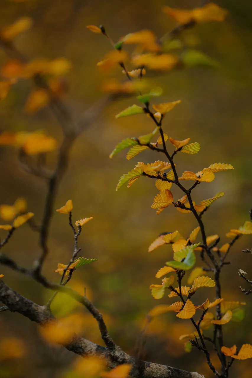Cradle Mountain Fagus