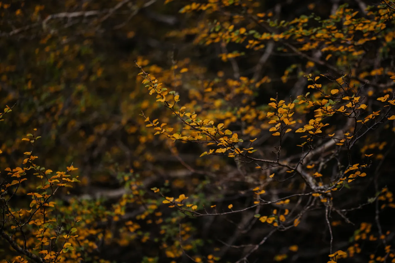 Cradle Mountain Fagus