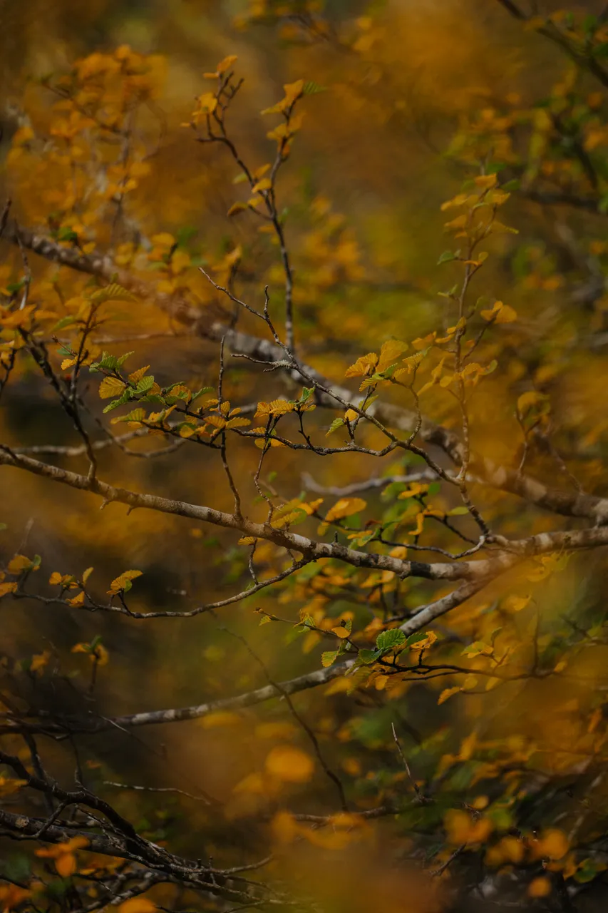 Cradle Mountain Fagus