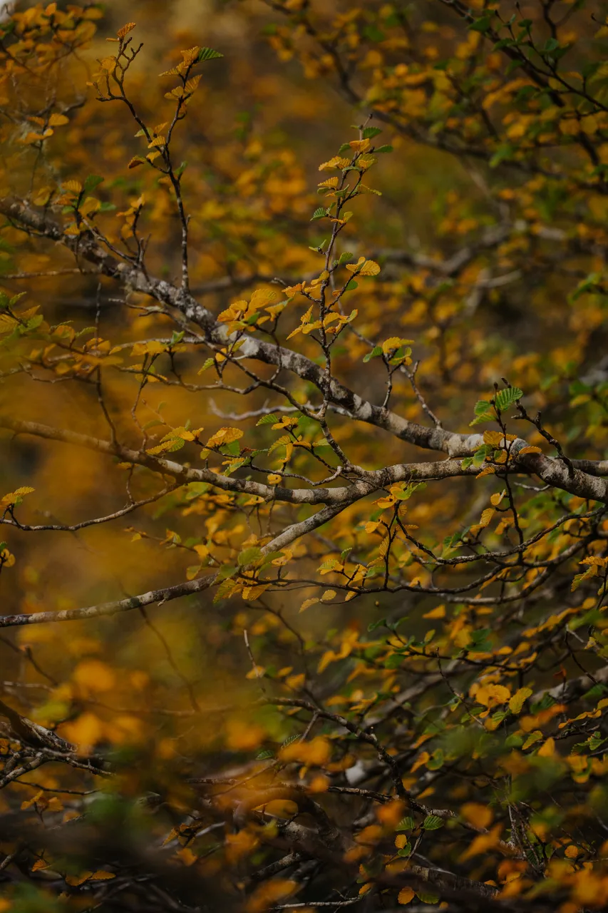 Cradle Mountain Fagus