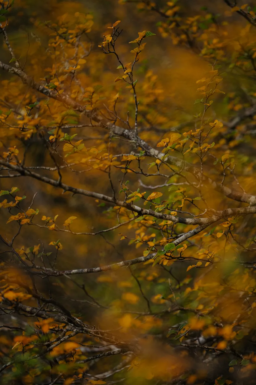 Cradle Mountain Fagus