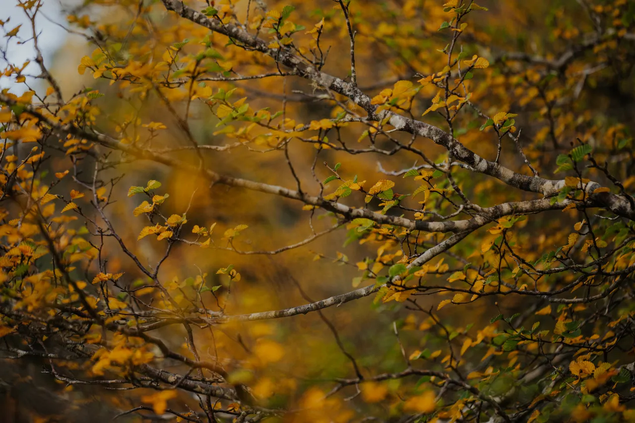 Cradle Mountain Fagus