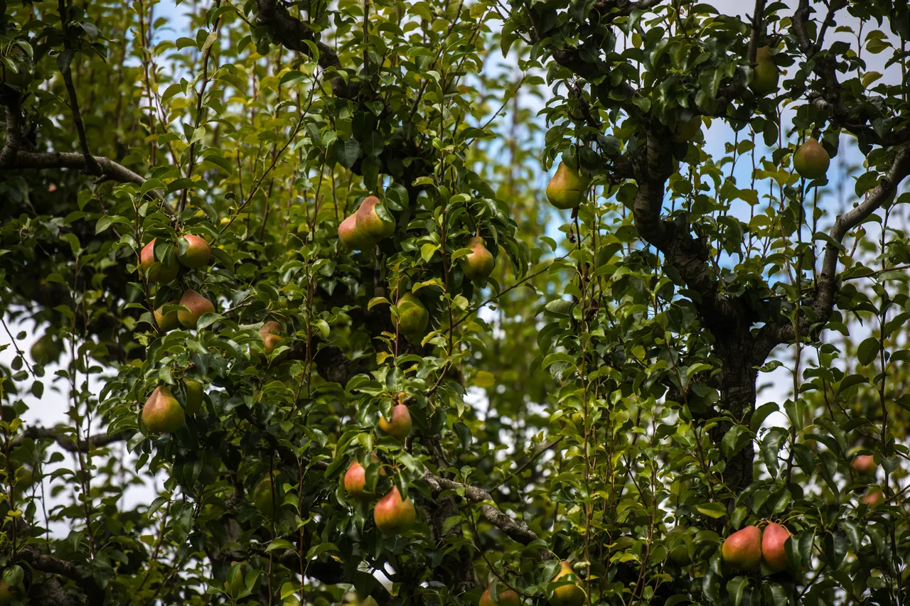 Fruit on Pear Tree